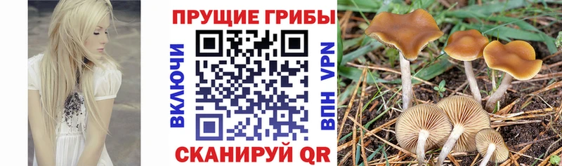 Псилоцибиновые грибы мухоморы Бронницы